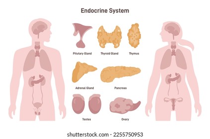 Female and male endocrine system. Human anatomy. Man and woman silhouette with internal organs and glands. Flat vector illustration