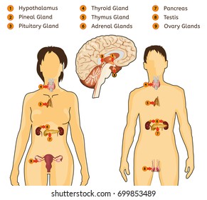 Female and Male endocrine system. Human comparative anatomy. Human silhouette with detailed internal organs. Vector illustration isolated on a white background.