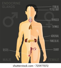 Female and Male endocrine system. Human comparative anatomy. Human silhouette with detailed internal organs. Vector illustration isolated on a dark grey background.