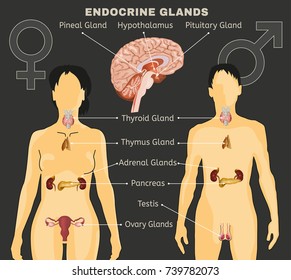 Female and Male endocrine system. Human comparative anatomy. Human silhouette with detailed internal organs. Vector illustration isolated on a dark grey background.