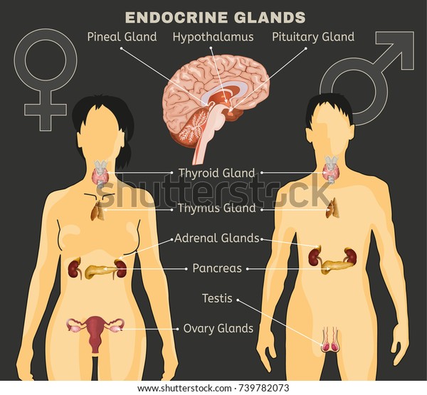 Female and Male\
endocrine system. Human comparative anatomy. Human silhouette with\
detailed internal organs. Vector illustration isolated on a dark\
grey background.