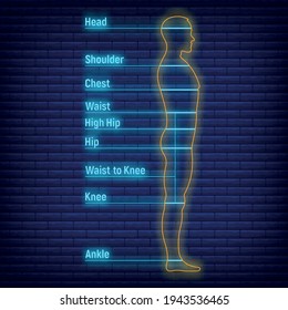 Female, Male Neon Glow Size Chart Anatomy Human, People Dummy Front View Side Body Silhouette Isolated On Wall Background Flat Vector Illustration. Mannequin Character People Dimension Scale.