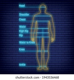 Female, male neon glow size chart anatomy human, people dummy front view side body silhouette isolated on wall background flat vector illustration. Mannequin character people dimension scale.