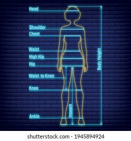 Female, male neon glow size chart anatomy human, people dummy front view side body silhouette isolated on wall background flat vector illustration. Mannequin character people dimension scale.