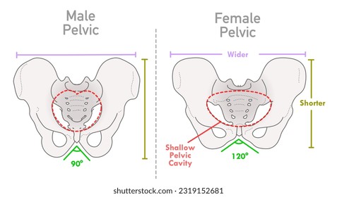 Diferencias en la estructura pelvis masculina de las mujeres. Humano, hombre, mujer esqueleto contra. Anatomía ósea, cavidad pélvica superficial más amplia, bono más corto. Vector de ilustración