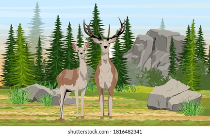 A female and a male red deer stand in a meadow near a spruce forest and large rocks. Mammals animals of Europe and America. Noble deer. Realistic wind landscape.