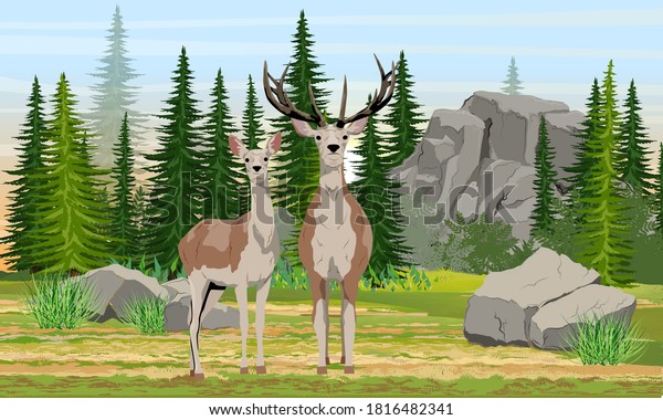A female and a male red deer\
stand in a meadow near a spruce forest and large rocks. Mammals\
animals of Europe and America. Noble deer. Realistic wind\
landscape.