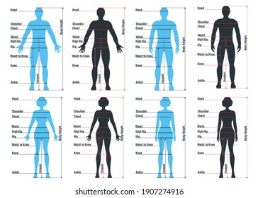 Female Male Size Chart Anatomy Human Stock Vector (Royalty Free ...