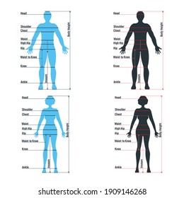 Female Male Size Chart Anatomy Human Stock Vector (Royalty Free ...