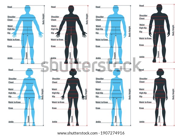 Female Male Size Chart Anatomy Human Stock Vector (Royalty Free) 1907274916