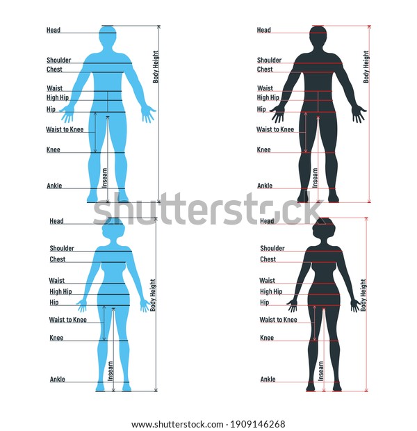 Female Male Size Chart Anatomy Human Stock Vector (Royalty Free) 1909146268