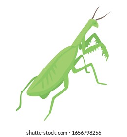 Female mantis icon. Isometric of female mantis vector icon for web design isolated on white background