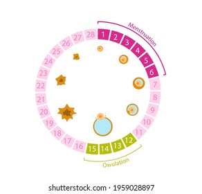 Female Menstrual Cycle. Circular Table With Ovulation Numbers And Egg Formation Processes Diagram Generation Of Anatomical Vector Follicles.