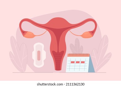 Female Menstrual Cycle. Menstruation Calendar. Tracking Menstrual Cycle. Vector Illustration Of Female Reproductive System.