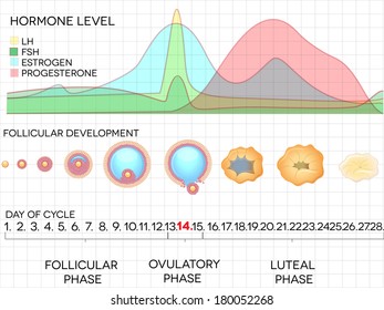 Female menstrual cycle, ovulation process and hormone levels, detailed medical illustration.