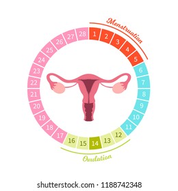 Female menstrual cycle. Scheme of the menstrual cycle, Illustration of the uterusю