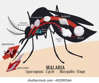 Female Mosquito Stage Of Malarian Plasmodium Cycle.