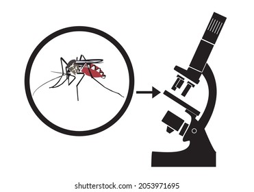 
Female mosquito that causes malaria seen under a microscope. Malaria mosquito or extended malaria