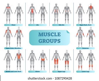 Weight Lifting Muscle Groups Chart