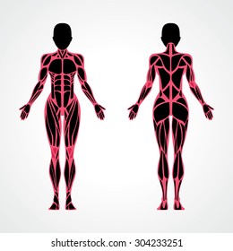 Female muscular anatomy vector scheme - posterior and anterior view. Fitness training, woman muscles workout. Female fitness model.  Sport & fitness, muscle body. Exercise  muscle guide. Gym training.