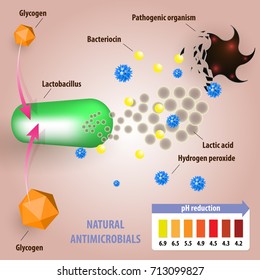 Female normal vaginal micro flora. Vector medical illustration