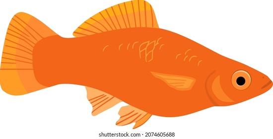 Female orange swordtail aquarium fish isolated on white background