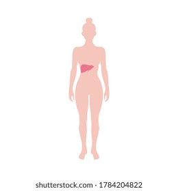 Female organism infographic with liver - glandular metabolic system organ sign, flat vector illustration isolated on white background. Anatomical medical banner.