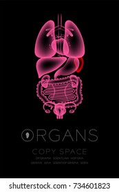 Female Organs X-ray set, Spleen infection concept idea red color illustration isolated glow in the dark background, with Organ text icon and copy space
