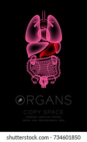 Female Organs X-ray set, Stomach infection concept idea red color illustration isolated glow in the dark background, with Organ text icon and copy space