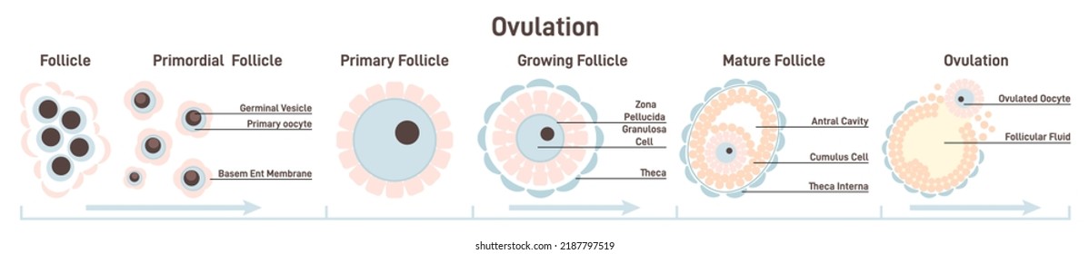 Female ovulation stages. Ovum maturing, follicle developing. Reproductive system and reproduction studying. Flat vector illustration