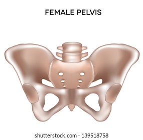 Female pelvis. Bones of the lower extremity. Detailed medical illustration. Isolated on a white background. Bright and clean design.