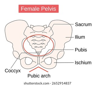 ilustração de parte do corpo humano da pelve feminina. Conceito de assistência médica