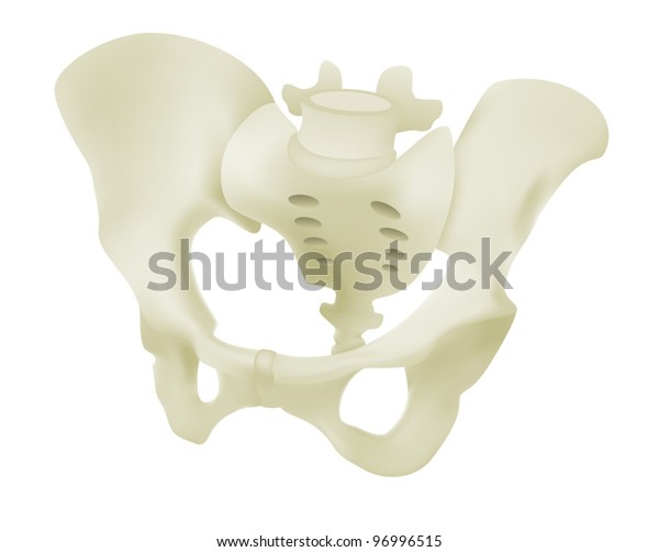 Female Pelvis Model Stock Vector (Royalty Free) 96996515 | Shutterstock