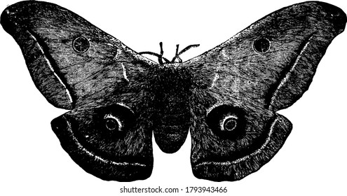 Female polyphemus moth, with eyespots on its two hindwings, vintage line drawing or engraving illustration.