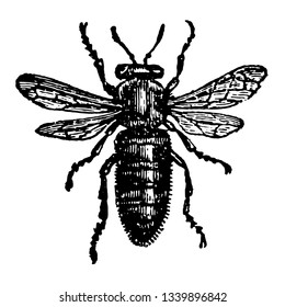Female or Queen Bee where the wings are shorter in proportion vintage line drawing or engraving illustration.