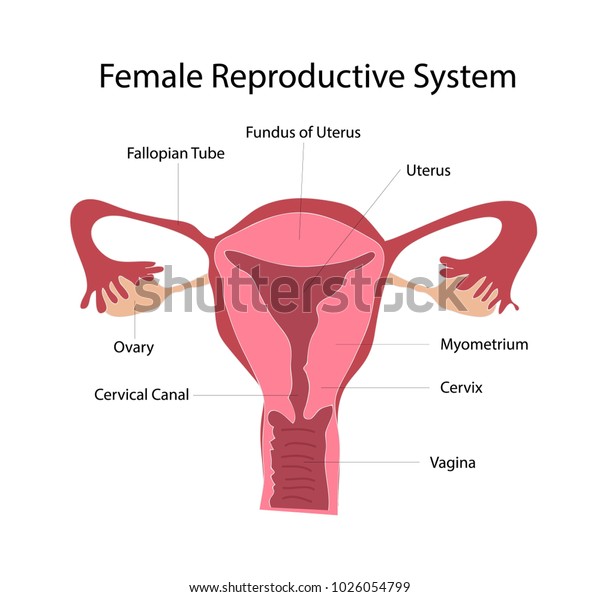 Female Reproduction System Anatomy Vector Education Stock Vector Royalty Free 1026054799 8062