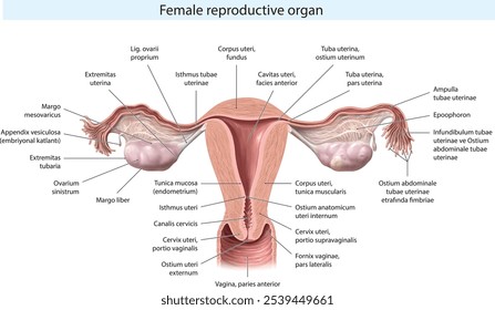 órgão reprodutor feminino, útero e tuba uterina