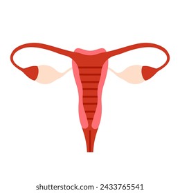 Female reproductive organs, medical anatomical simple diagram vector illustration