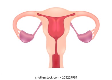 Sistema reproductivo femenino