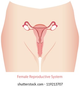 Female Reproductive System