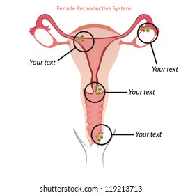Female reproductive system