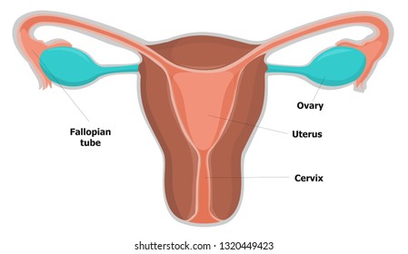 female reproductive system