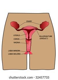 sistema reproductivo femenino