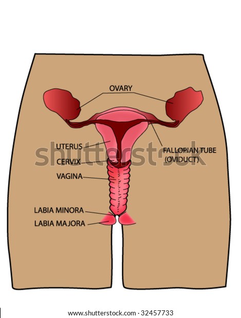 Female Reproductive System Stock Vector Royalty Free 32457733