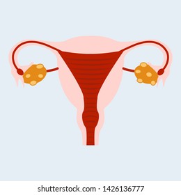 Female reproductive system anatomical. Genitals of woman illustration