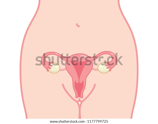 Female Reproductive System Anatomy Chart Cute | Healthcare ...