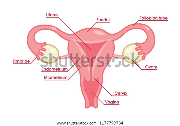 Female Reproductive System Anatomy Chart Cute Stock Image ...