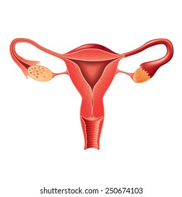 Female Reproductive System Anatomy Isolated Photo-realistic Vector