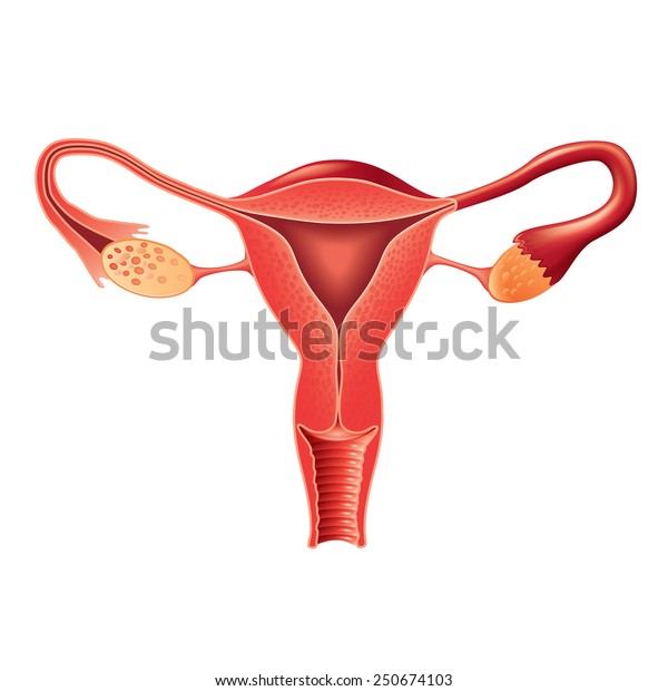 Female reproductive system anatomy isolated\
photo-realistic vector