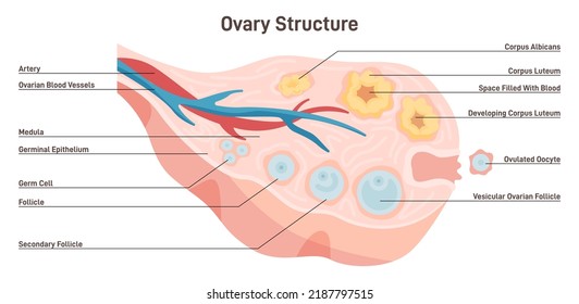 Female Reproductive System. Anatomy Of Ovary And Follicle. Ovum Maturing, Follicle Developing. Reproductive System And Reproduction Studying. Flat Vector Illustration